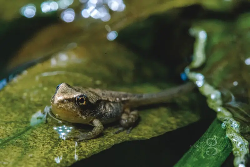 20210516 froschlaich 0025 web 1