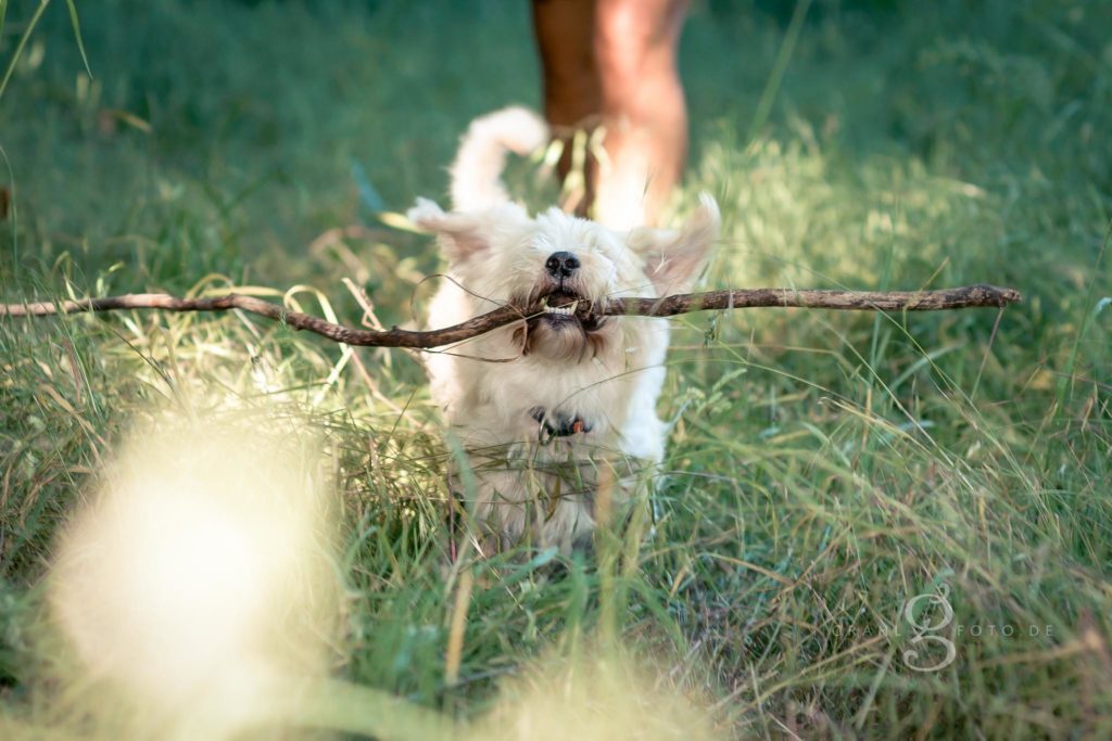 Familienshooting im Sommer