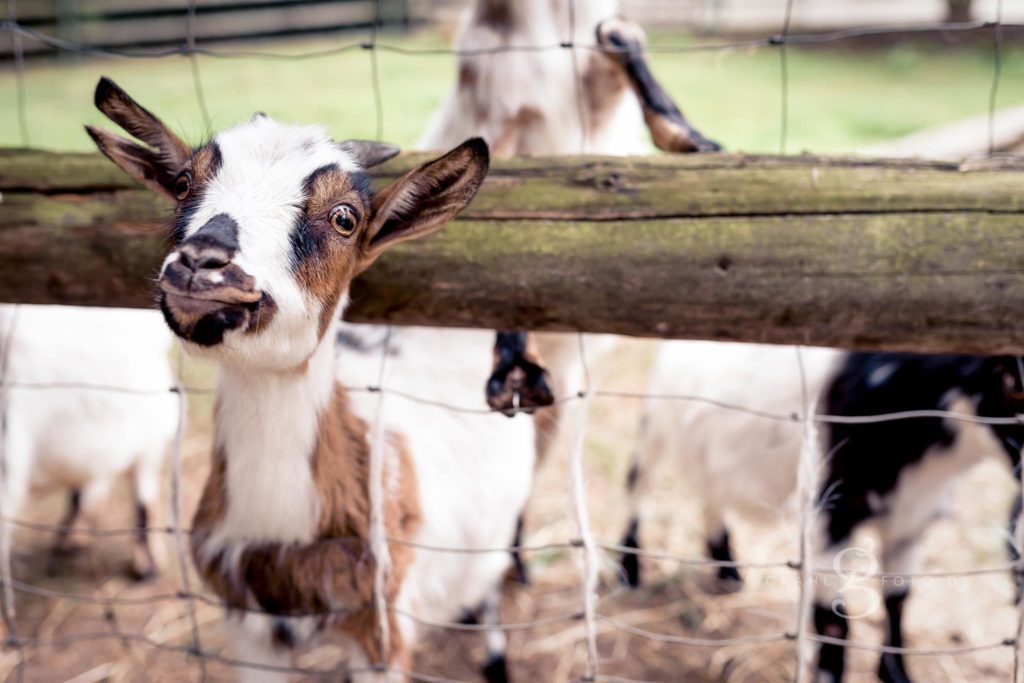 20180624_Tierpark_Meissen_129_web